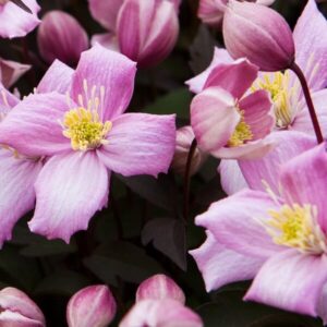 Bergklematis 'Montana Freda'