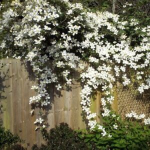 Bergklematis 'Montana Grandiflora'