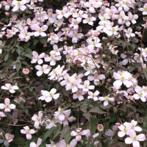 Röd bergklematis 'Montana Rubens'