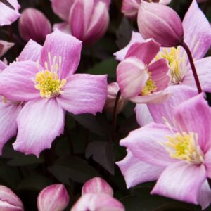 Röd bergklematis 'Montana Rubens'