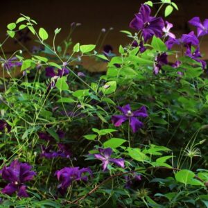 Klematis 'Polish Spirit'