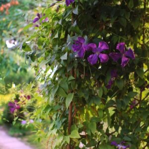 Klematis 'Polish Spirit'