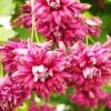 Klematis 'Purpurea Plena Elegans'