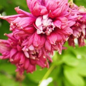 Klematis 'Purpurea Plena Elegans'