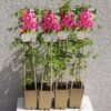 Klematis 'Purpurea Plena Elegans'