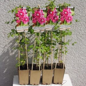 Klematis 'Purpurea Plena Elegans'