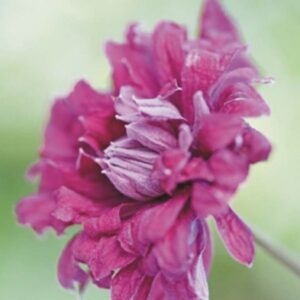 Klematis 'Purpurea Plena Elegans'