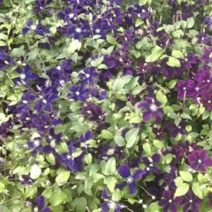 Klematis 'Romantica'