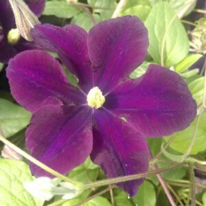 Klematis 'Romantica'