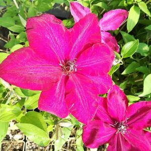 Klematis 'Solidarność'