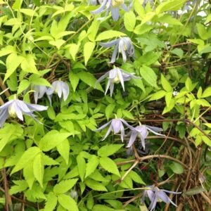 Klematis 'Stolwijk Gold'