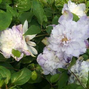 Alternative view of Klematis 'Veronica's Choice' (storblommig)