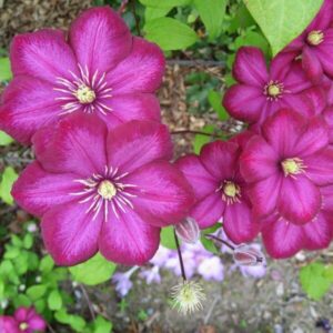 Klematis 'Ville de Lyon'