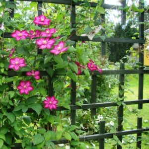 Klematis 'Ville de Lyon'