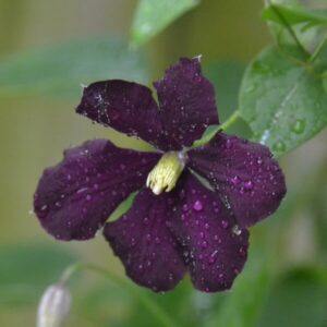 Klematis 'Warszawska Nike'