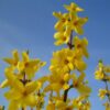 Hybridforsythia 'Lynwood'