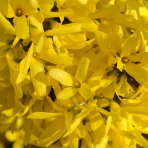 Hybridforsythia 'Lynwood'