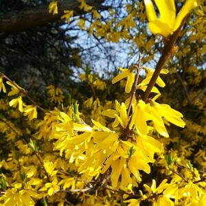 Hybridforsythia 'Lynwood'