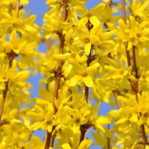 Hybridforsythia 'Lynwood'