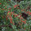 Lingonoxbär 'Cotoneaster horizontalis'
