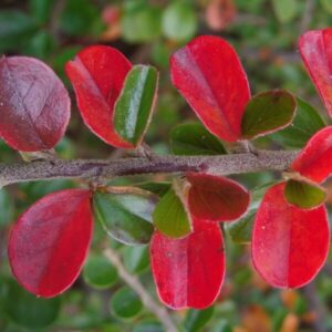 Alternative view of Lingonoxbär 'Cotoneaster horizontalis'