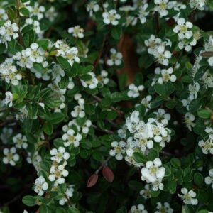 Alternative view of Svenskt krypoxbär 'Coral Beauty'