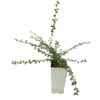 Svenskt krypoxbär 'Coral Beauty'