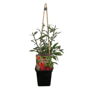 Gojibär 'Big Berry'