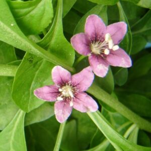 Gojibär 'Sweet Berry'