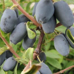 Blåbärstry 'Sinoglaska'