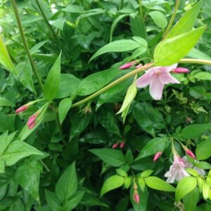 Jasmin 'Jasminum Stephanese'