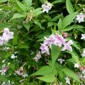 Jasmin 'Jasminum Stephanese'
