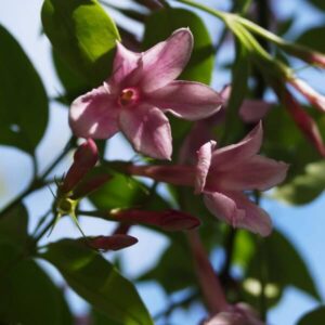 Jasmin 'Jasminum Stephanese'