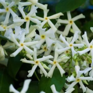 Alternative view of Stjärnjasmin 'Trachelospermum jasminoides'