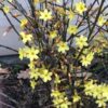 Vinterjasmin 'Jasminus nudiflorum'