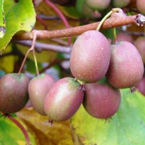 Minikiwi ‘Anna’ (Ananasnaya) honplanta