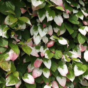 Minikiwi ‘Dr Szymanowski’ självfertil