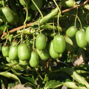 Minikiwi ‘Issai’ självfertil