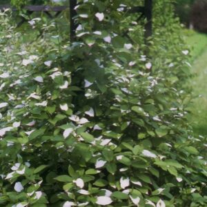 Minikiwi ’Adam’ pollengivare/ Kameleonbuske