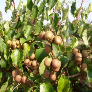 Minikiwi ‘Geneva’ honplanta