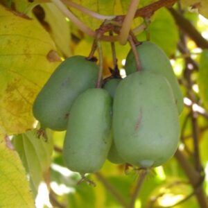 Minikiwi ‘Jumbo’ honplanta