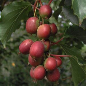 Minikiwi 'Ken's Red' honplanta