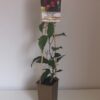 Minikiwi 'Ken's Red' honplanta