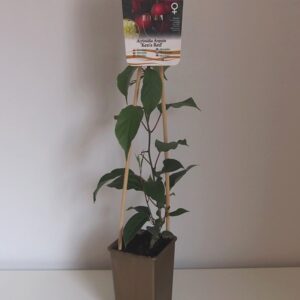 Minikiwi 'Ken's Red' honplanta