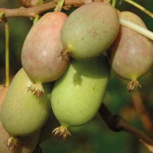 Minikiwi ‘Lucy’ honplanta