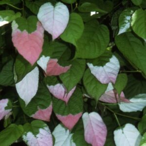 Minikiwi 'Sentjabraskaja' honplanta