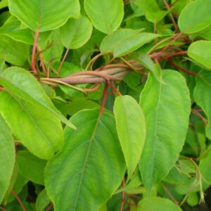 Minikiwi ‘Weiki’ pollengivare