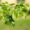 Skogslind (Tilia cordata)