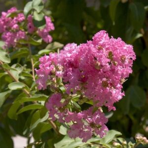 Alternative view of Lagerströmia 'Lagerstroemia indica'