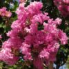 Lagerströmia 'Lagerstroemia indica'